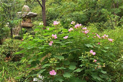 日本芙蓉種植